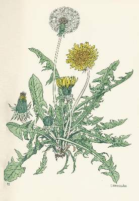 Bild Nr.2: 130-1680 Koch,R.: (Botanik)