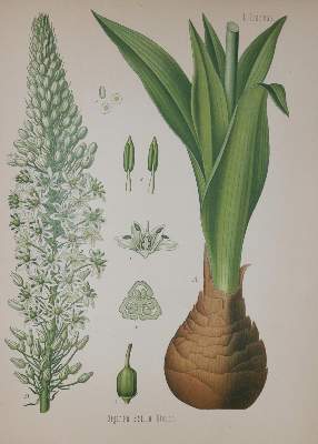 Bild Nr.1: 130-1681 (Köhler, H.A.): (Botanik)