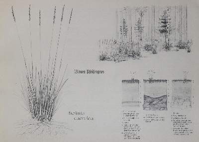 Bild Nr.1: 130-1685 Kruedener,A.v. u.a.: (Botanik)