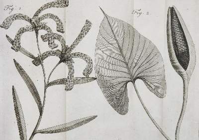 Bild Nr.2: 130-1686 Linné,C.v.: (Botanik)