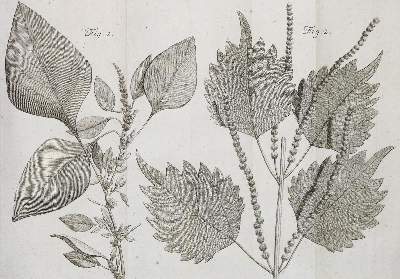 Bild Nr.3: 130-1686 Linné,C.v.: (Botanik)