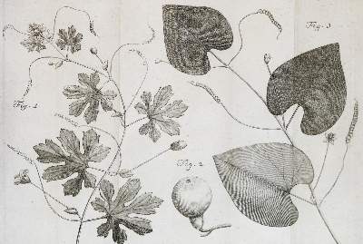 Bild Nr.4: 130-1686 Linné,C.v.: (Botanik)