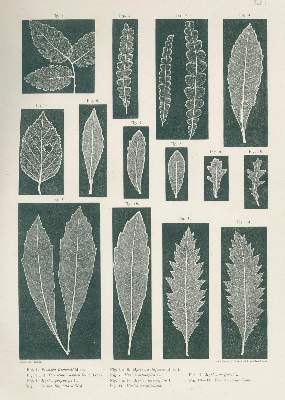 Bild Nr.1: 130-1692 Ettingshausen,C.v.: (Botanik, Naturselbstdrucke)