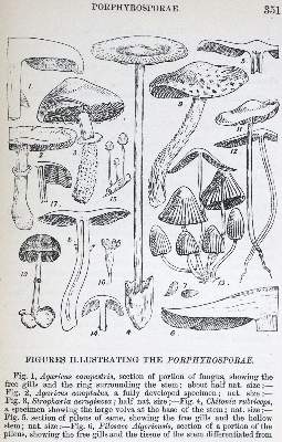 Bild Nr.7: 130-1698 Konvolut: (Botanik, Pilze)