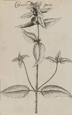 Bild Nr.2: 130-1704 Rivinus,A.Q.: (Botanik)