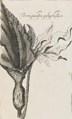 Bild Nr.3: 130-1704 Rivinus,A.Q.: (Botanik)