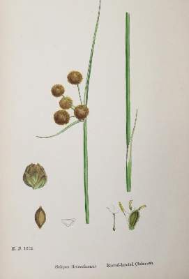 Bild Nr.1: 130-1709 Sowerby,J.: (Botanik)