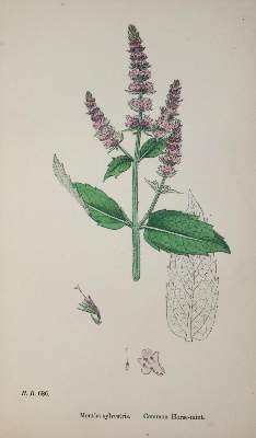 Bild Nr.1: 130-1712 Sowerby,J.: (Botanik)
