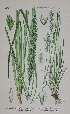 Bild Nr.1: 130-1717 Thome,(O.W.): (Botanik)