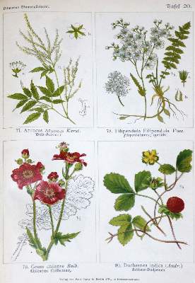 Bild Nr.1: 130-1720 Vilmorin,(P.P.).: (Botanik)