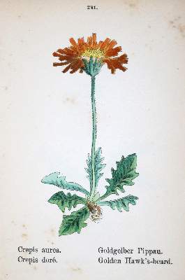 Bild Nr.1: 130-1722 Weber,J.C.: (Botanik)