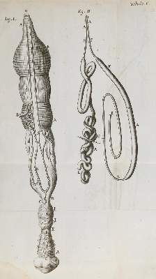 Bild Nr.3: 130-1748 Malpighi,M.: (Medizin)