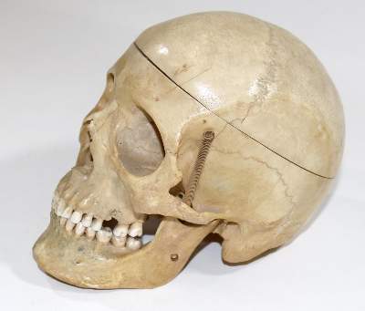 Bild Nr.1: 130-1766 Totenkopf.: (Medizin)