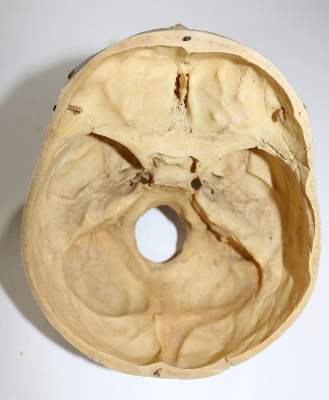 Bild Nr.7: 130-1766 Totenkopf.: (Medizin)
