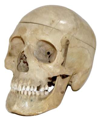 Bild Nr.1: 130-1767 Totenschädel.: (Medizin)