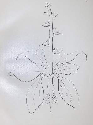 Bild Nr.2: 130-1832 Link,H.F.: (Sammlung von Professor Dr.Dr. Johannes Büttner)