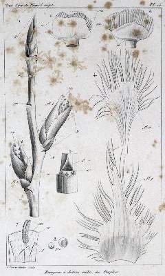 Bild Nr.6: 130-1857 Raspail,F.V.: (Sammlung von Professor Dr.Dr. Johannes Büttner)
