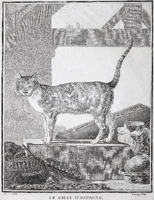 Bild Nr.20: 130-1901 Buffon,G.L.L.: (Zoologie)