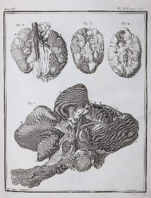 Bild Nr.21: 130-1901 Buffon,G.L.L.: (Zoologie)
