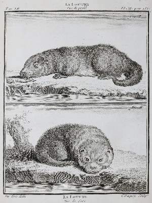 Bild Nr.22: 130-1901 Buffon,G.L.L.: (Zoologie)