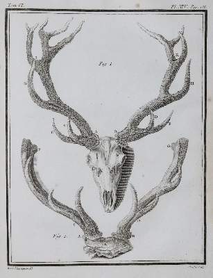 Bild Nr.23: 130-1901 Buffon,G.L.L.: (Zoologie)