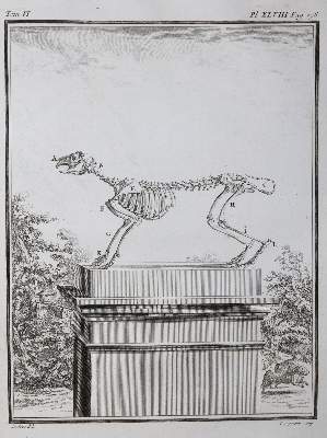 Bild Nr.24: 130-1901 Buffon,G.L.L.: (Zoologie)