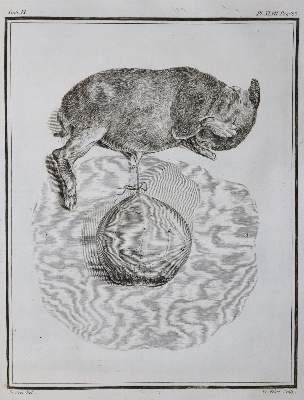 Bild Nr.25: 130-1901 Buffon,G.L.L.: (Zoologie)