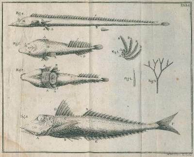 Bild Nr.1: 130-1908 Gouan,A.: (Zoologie, Fische)