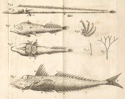 Bild Nr.1: 130-1909 Gouan,A.: (Zoologie, Fische)