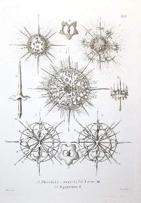 Bild Nr.1: 130-1911 Haeckel,E.: (Zoologie)