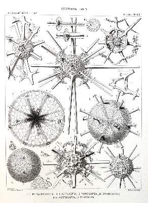 Bild Nr.2: 130-1911 Haeckel,E.: (Zoologie)