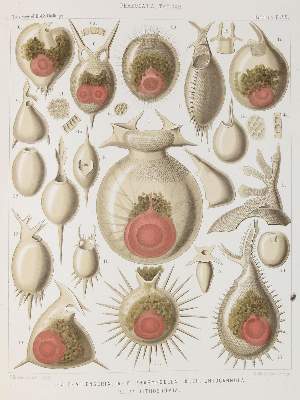 Bild Nr.3: 130-1911 Haeckel,E.: (Zoologie)