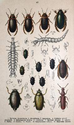 Bild Nr.1: 130-1915 Reitter,E.: (Zoologie, Käfer)