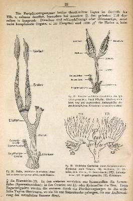 Bild Nr.2: 130-1915 Reitter,E.: (Zoologie, Käfer)