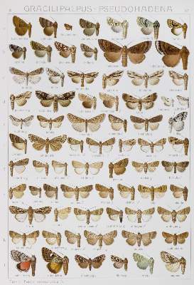 Bild Nr.1: 130-1922 Seitz,A.: (Zoologie, Schmetterlinge)