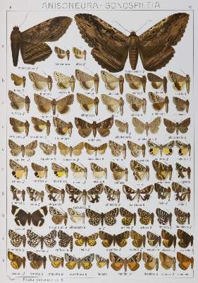 Bild Nr.2: 130-1922 Seitz,A.: (Zoologie, Schmetterlinge)
