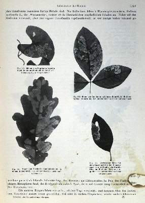 Bild Nr.1: 130-1923 Spuler,A.: (Zoologie, Schmetterlinge)
