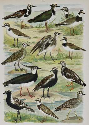 Bild Nr.3: 130-1924 Arnold, F.: (Zoologie, Vögel)