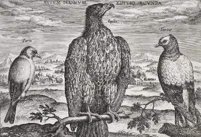 Bild Nr.1: 130-1926 Collaert, A.: (Zoologie, Vögel)