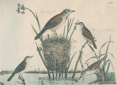 Bild Nr.1: 130-1930 Strack,F.: (Zoologie, Vögel)