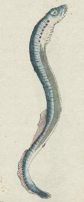 Bild Nr.3: 130-1932 Zoologie.: (Zoologie)