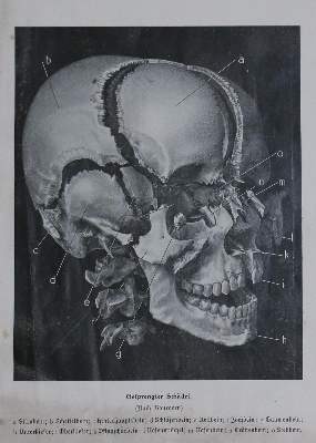 Bild Nr.1: 130-1936 Kahn,F.: (Verschiedene Gebiete - Varia, Anthropologie)