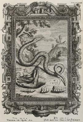 Bild Nr.2: 130-2027 Scheuchzer,J.J.: (Verschiedene Gebiete - Varia)