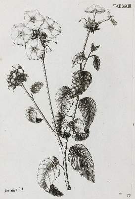 Bild Nr.1: 130-2046 Jacquin,N.J.v.: (Amerika, Botanik)