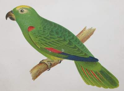 Bild Nr.1: 130-2053 Gilliss,J.M.: (Amerika)