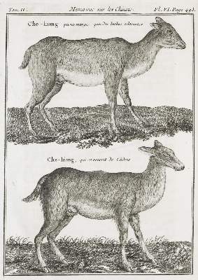 Bild Nr.1: 130-2072 (Amiot,J. u.a.).: (Asien, China)