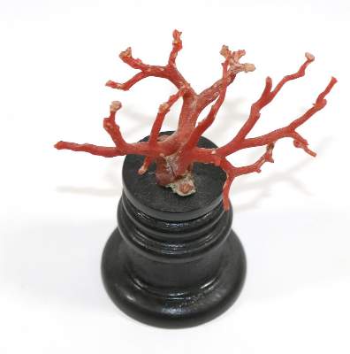 Bild Nr.2: 130-2744 Korallen-Installation Historismus.: (Schmuck, Korallen)