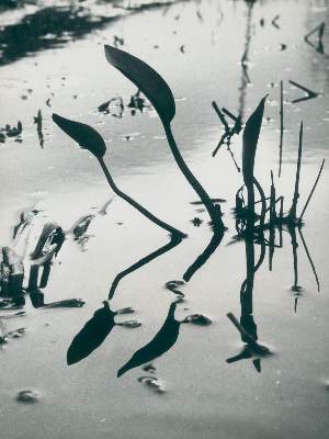 Bild Nr.1: 130-2833 Clergue, Lucien: (Photographie)