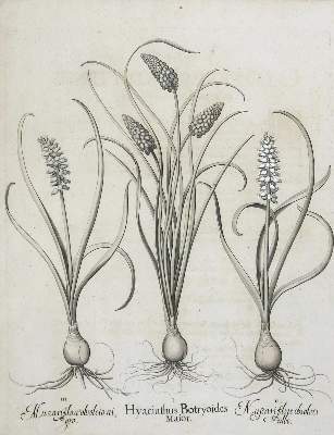 Bild Nr.1: 130-2896 Traubenhyazinthen.: (Varia, Botanik, Besler)