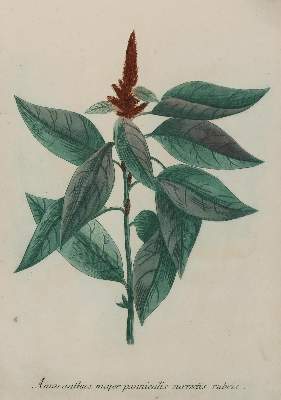 Bild Nr.1: 130-2898 Sammlung: (Varia, Botanik)